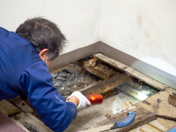 Best Office Mold Removal Services  in Parkwood, CA