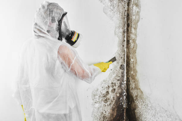Parkwood, CA Mold Removal Company