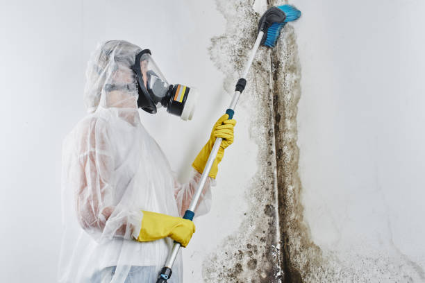 Best Commercial Mold Removal  in Parkwood, CA