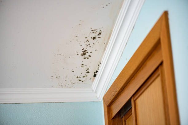 Best Mold Cleaning Services  in Parkwood, CA