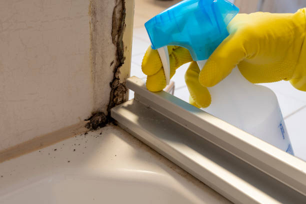 Best Fast Mold Removal  in Parkwood, CA