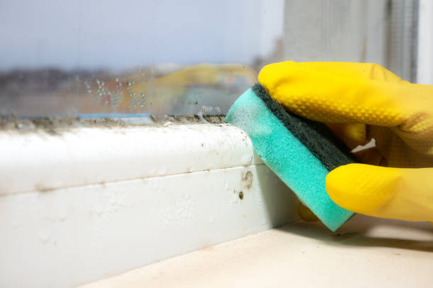 Best Mold Damage Repair  in Parkwood, CA