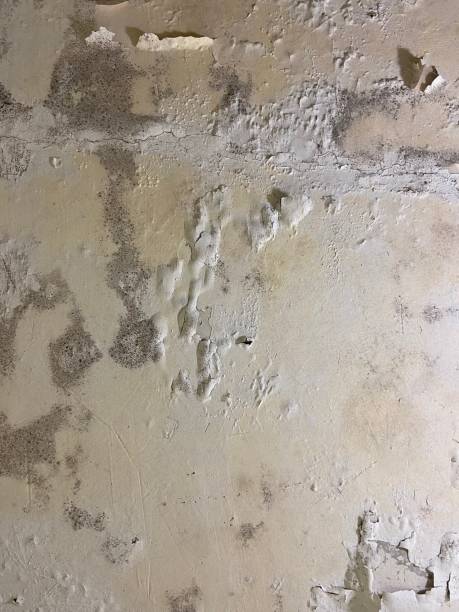 Best Home Mold Removal  in Parkwood, CA