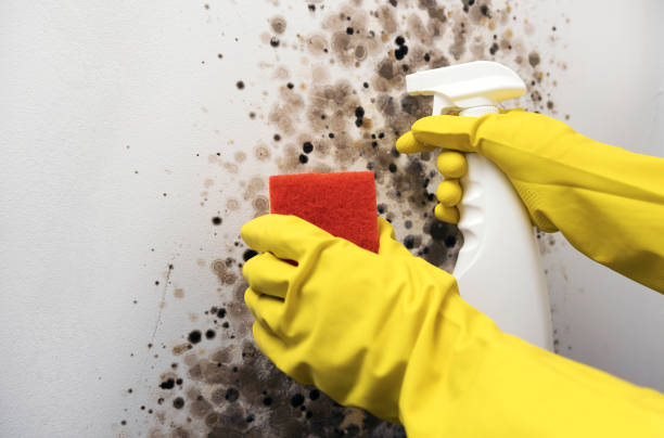Best Toxic Mold Removal  in Parkwood, CA