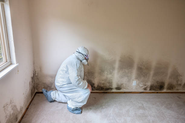 Best Mold Removal Process  in Parkwood, CA