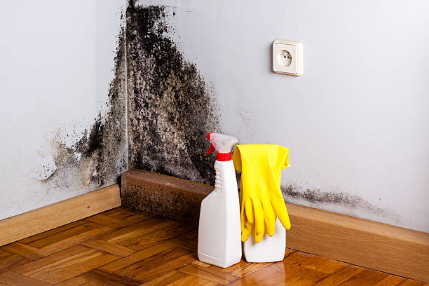 Crawl Space Mold Removal in Parkwood, CA