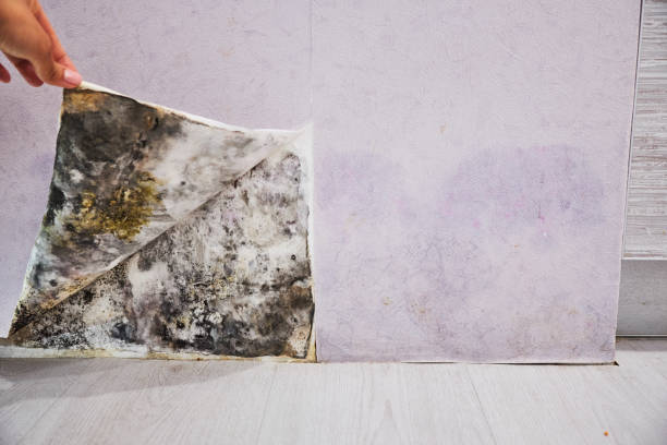 Best Residential Mold Removal  in Parkwood, CA